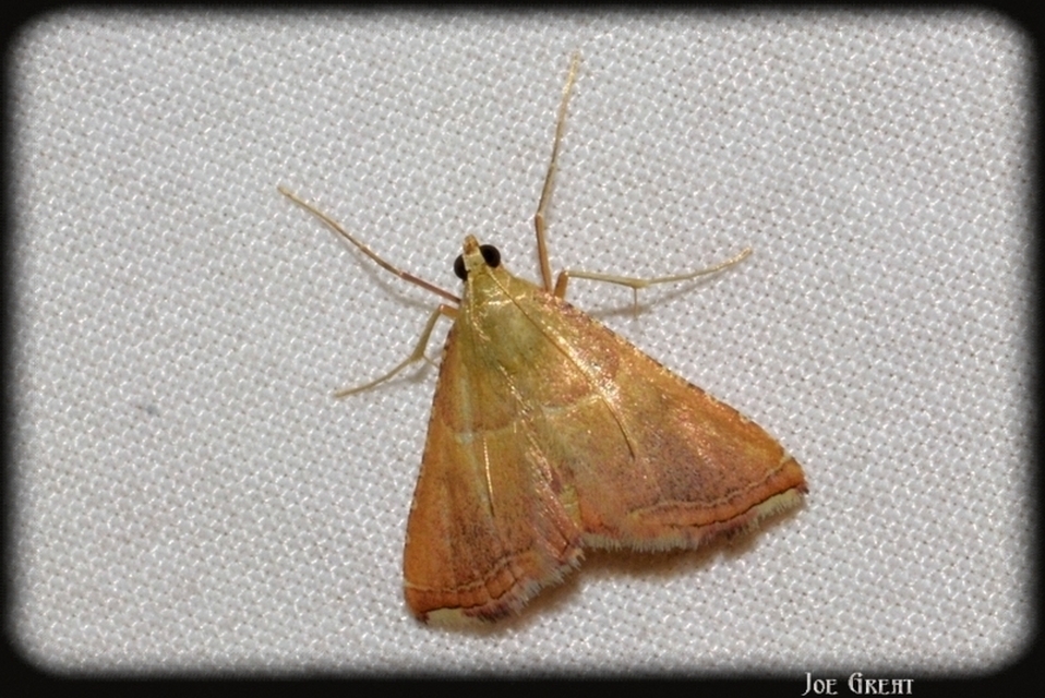 Endotricha flammealis - tüzesszárnyú fényilonca
