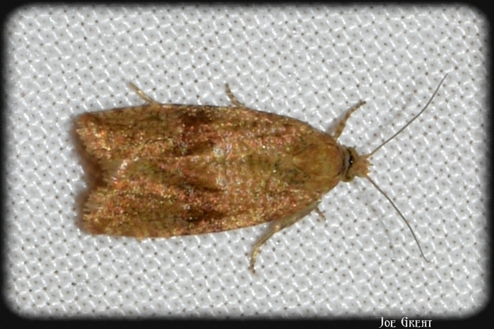 Celypha striana - pitypangfúró tükrösmoly