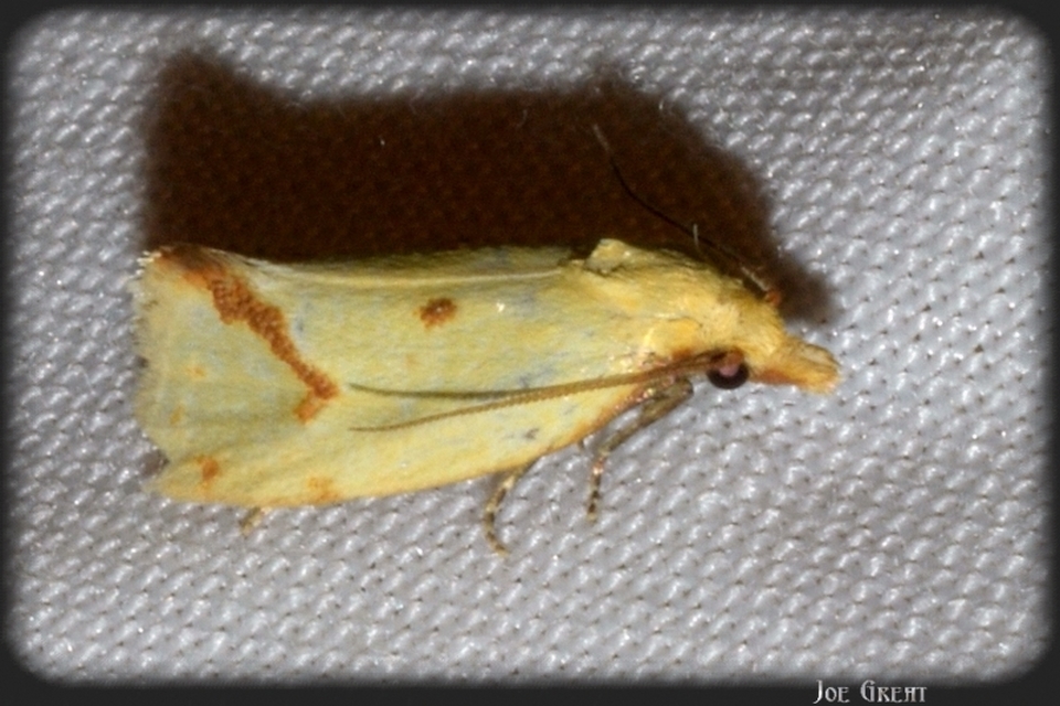 Agapeta hamana - közönséges sárgamoly
