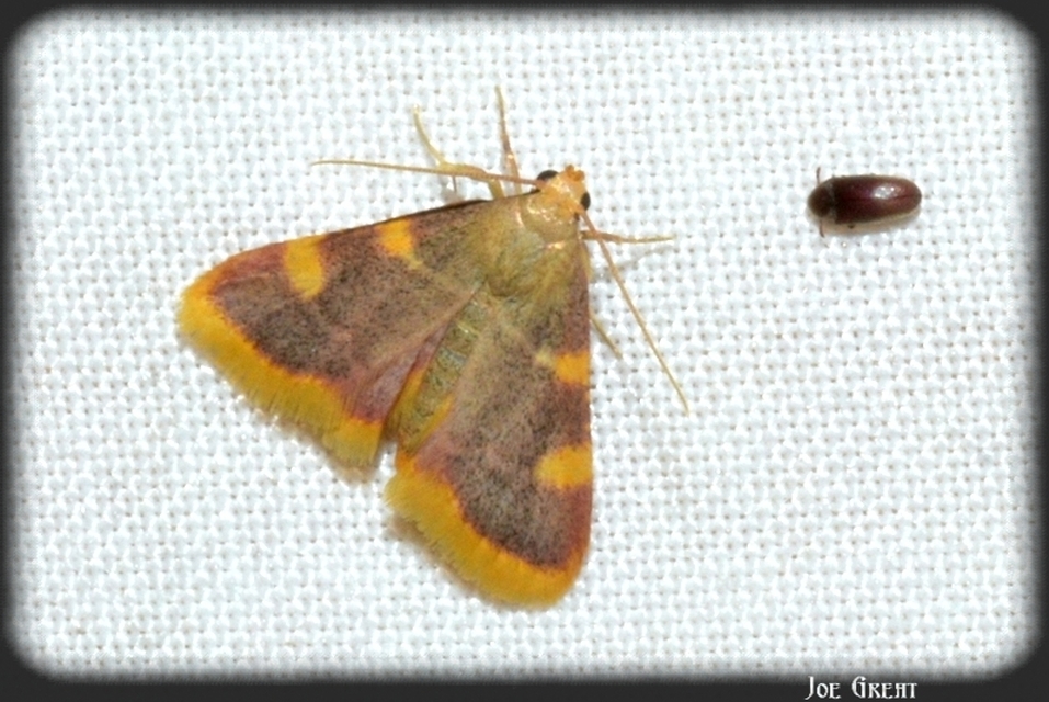 Hypsopygia costalis - szénailonca