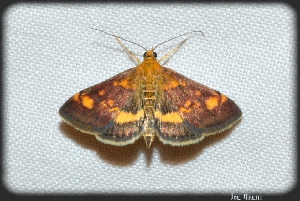 Pyrausta
