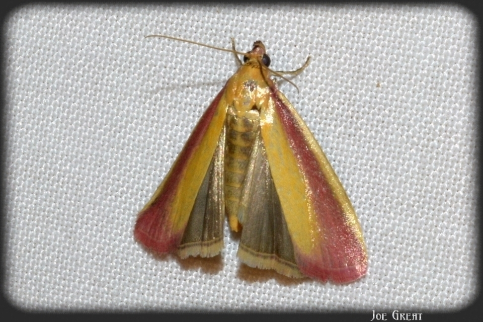 Oncocera semirubella - lucernamoly