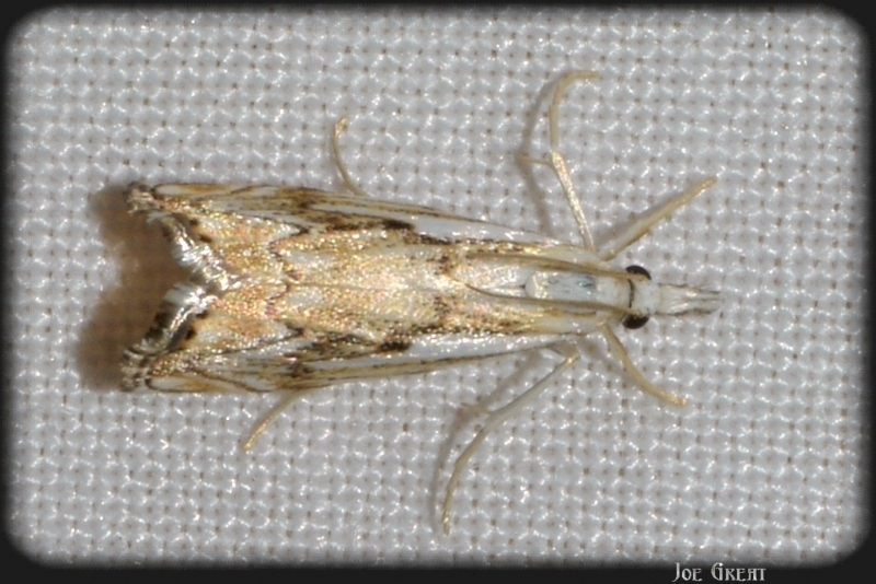 Catoptria falsella - hálós fűgyökérmoly