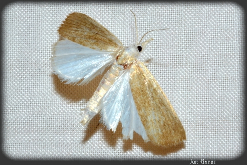 Calamotropha paludella - barna nádlevélmoly