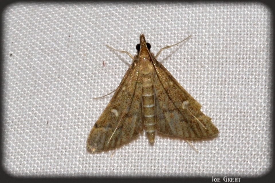 Dolicharthria punctalis - hosszúlábú tűzmoly