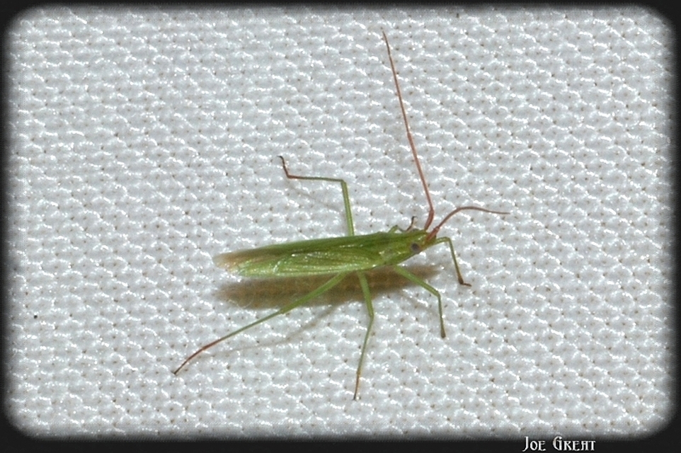 Trigonotylus
