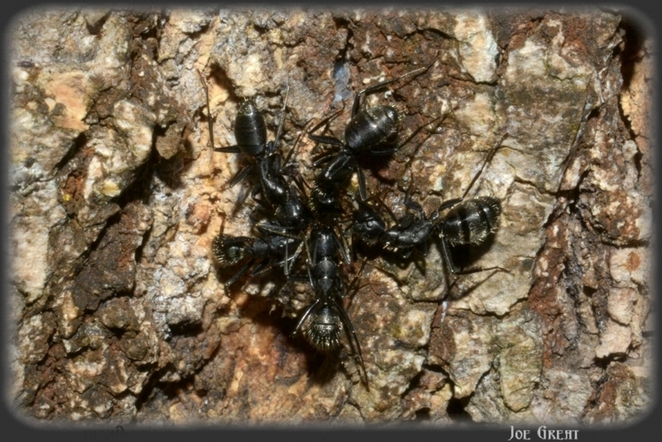 Camponotus vagus - fekete lóhangya