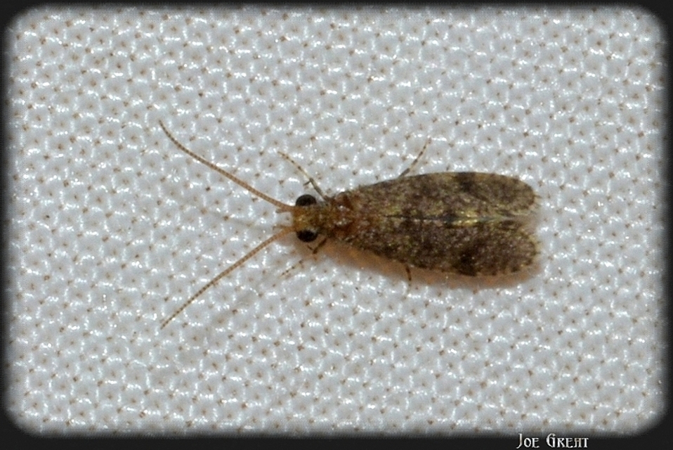 Trichoptera - Tegzesek
