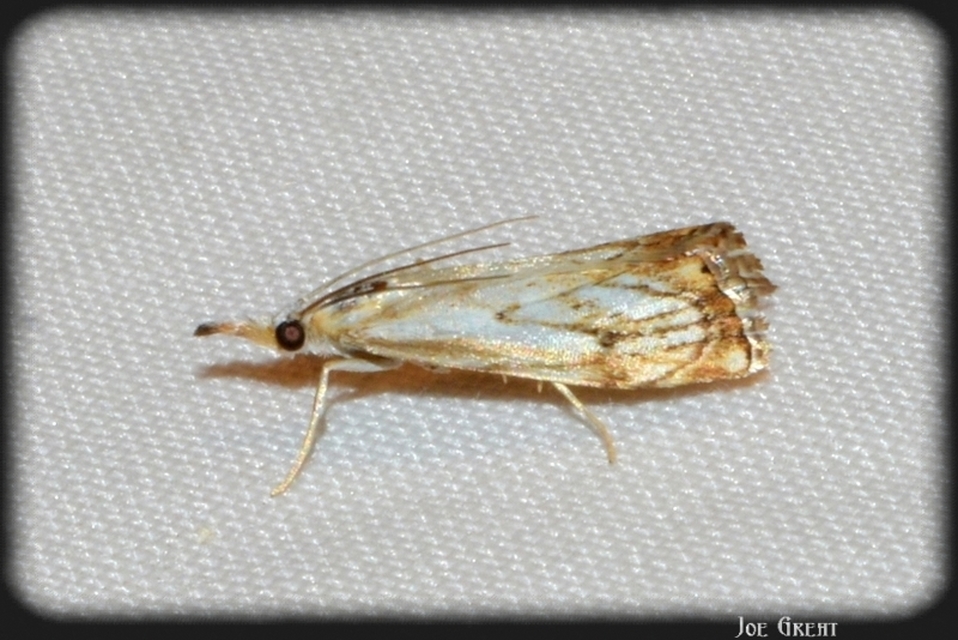 Catoptria falsella - hálós fűgyökérmoly