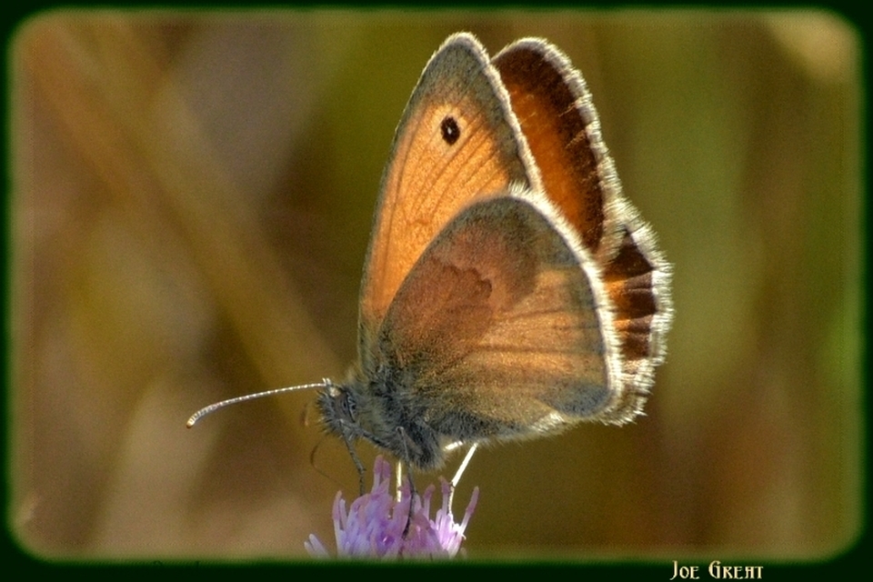 Coenonympha pamphilus - kis szénalepke