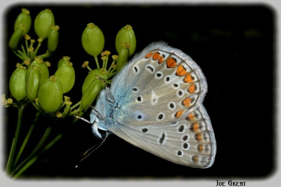 Polyommatus icarus - közönséges boglárka