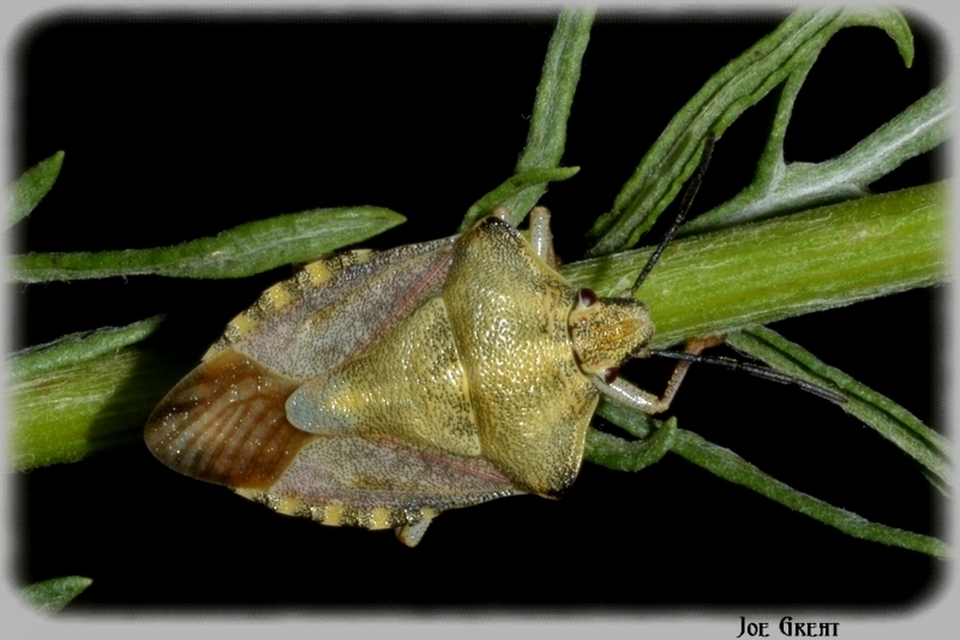 Carpocoris