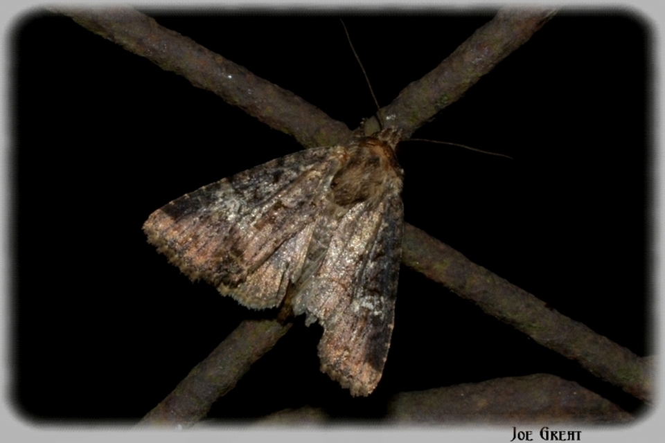 Mesapamea secalella/secalis
