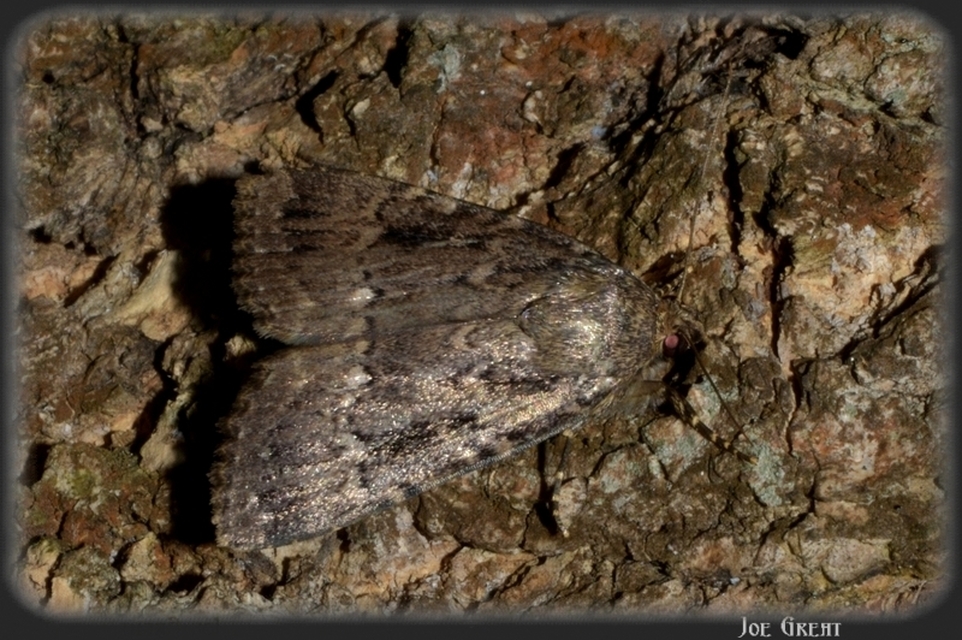 Amphipyra berbera/pyramidea