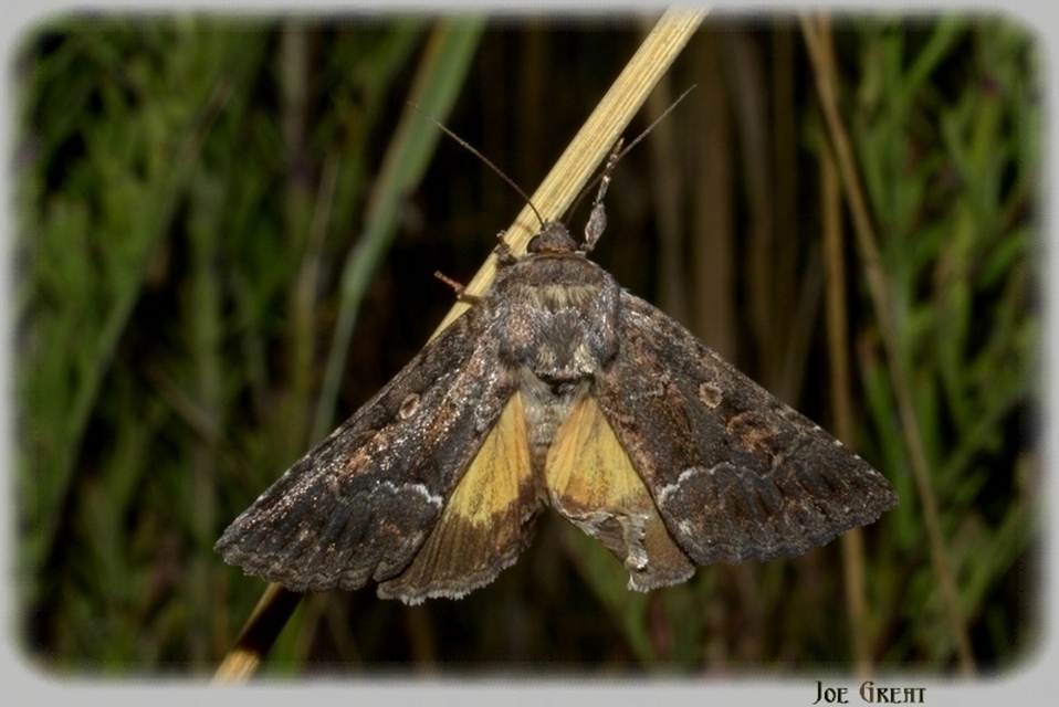 Thalpophila matura - fakó erdeibagoly