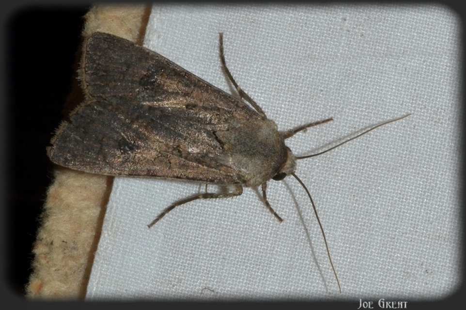 Agrotis segetum - vetési földibagoly