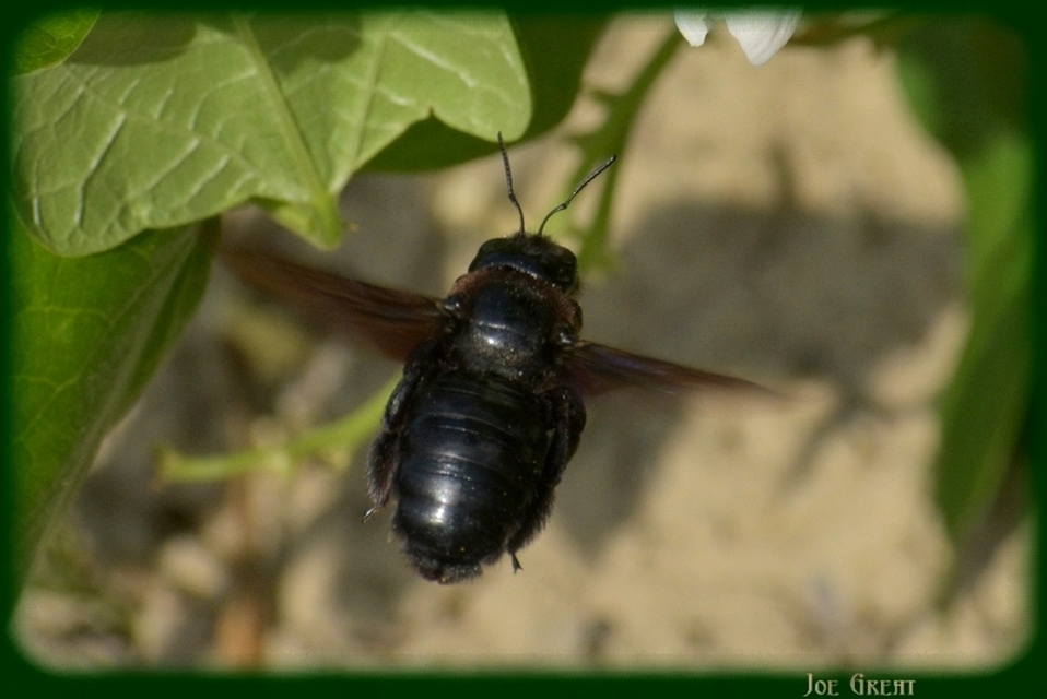 Xylocopa