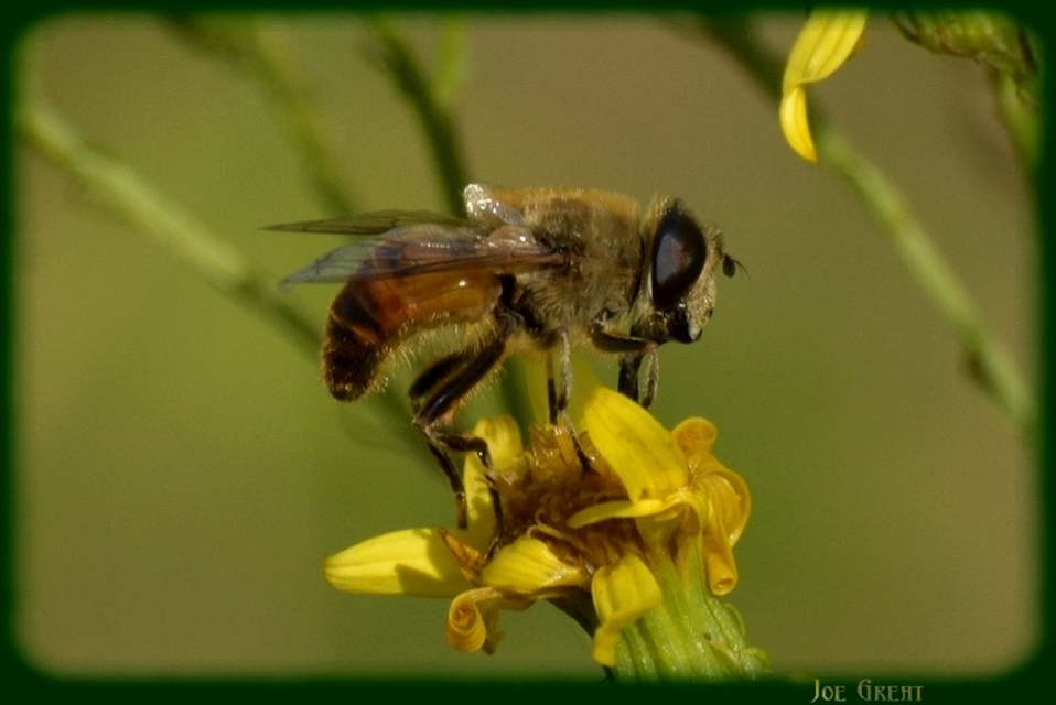 Eristalis tenax - közönséges herelégy