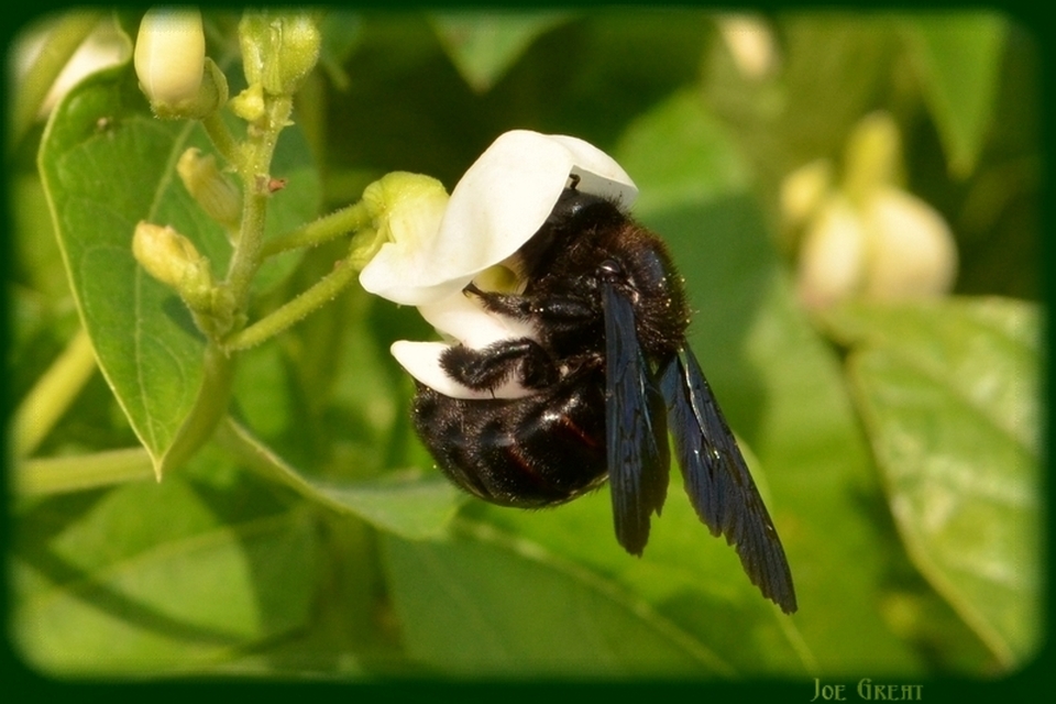 Xylocopa
