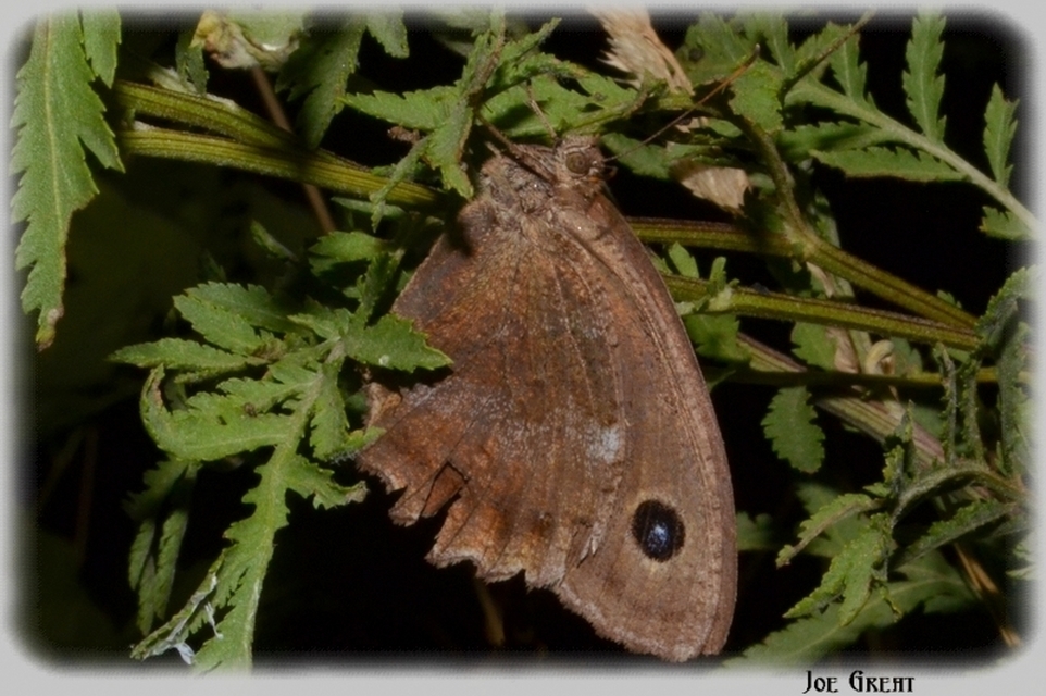Minois dryas - fekete szemeslepke