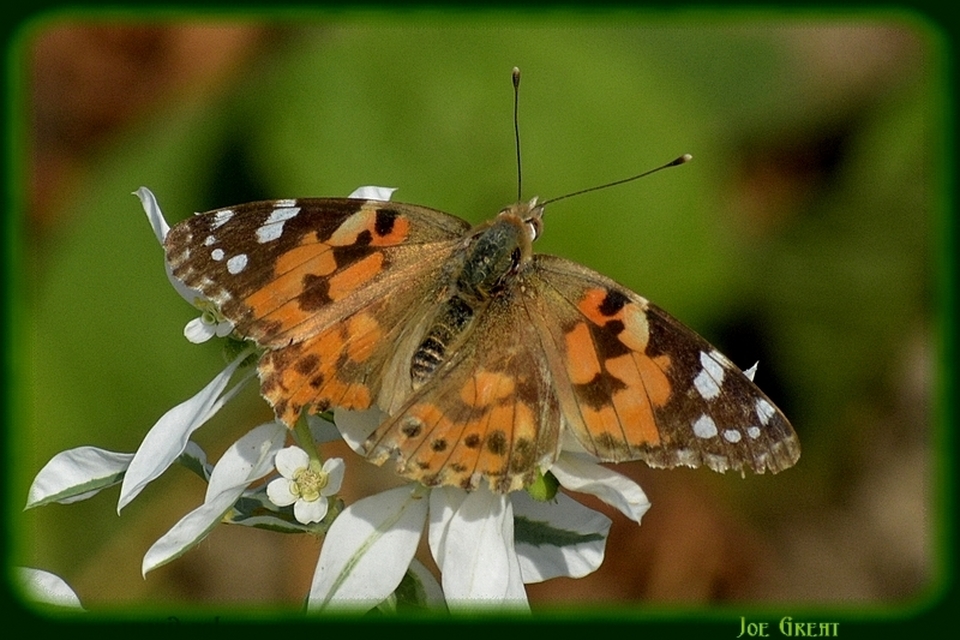 Vanessa cardui - bogáncslepke