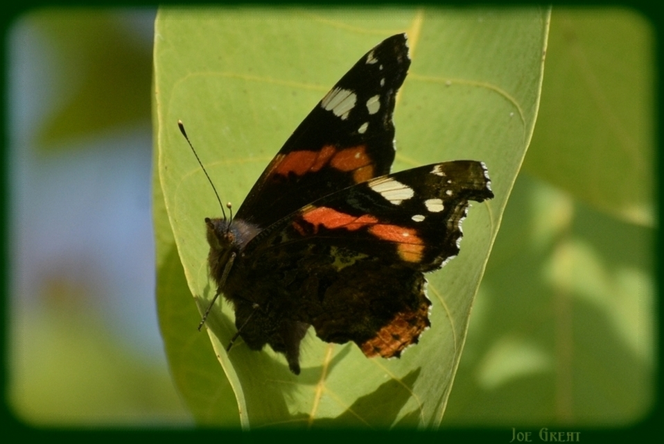Vanessa atalanta - atalantalepke