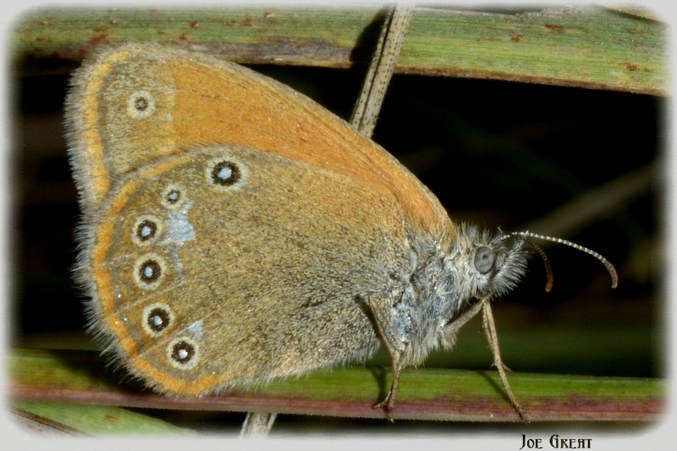 Coenonympha glycerion - közönséges szénalepke
