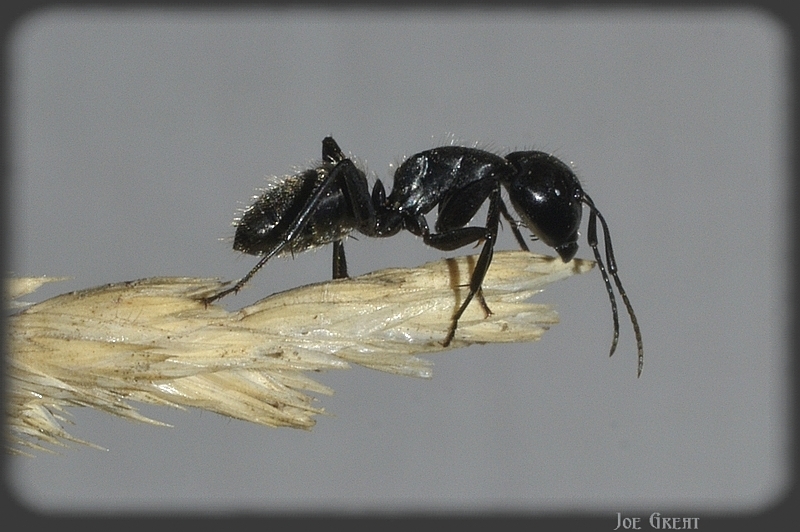 Camponotus vagus - fekete lóhangya