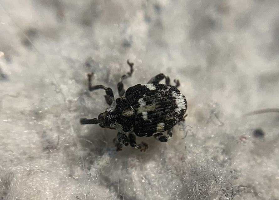 Hadroplontus trimaculatus - háromfoltos aszatormányos