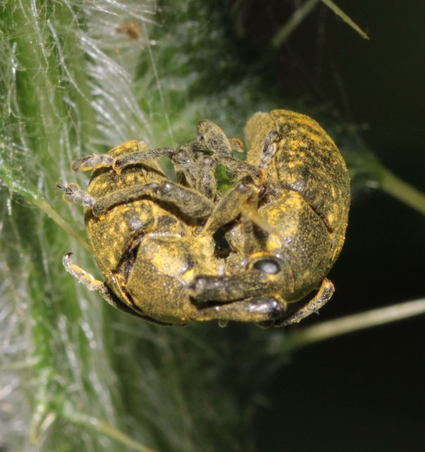 Larinus sturnus - aszat-púderbarkó