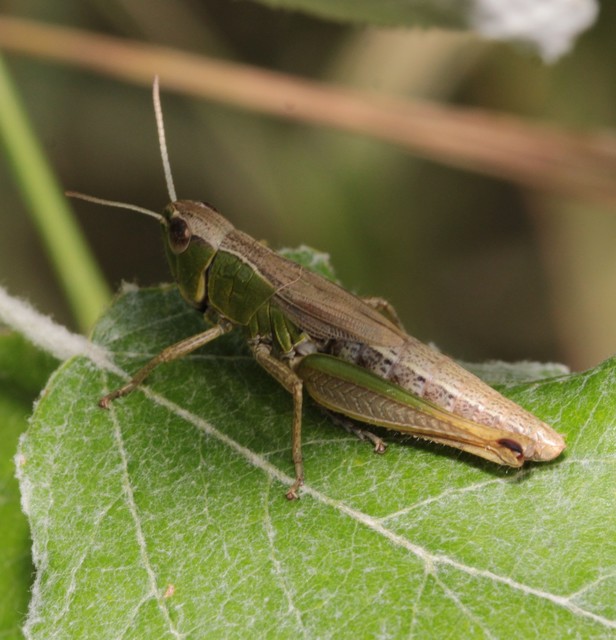 Pseudochorthippus parallelus - közönséges rétisáska