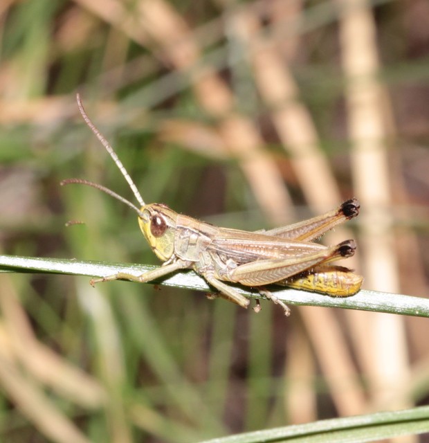 Pseudochorthippus parallelus - közönséges rétisáska