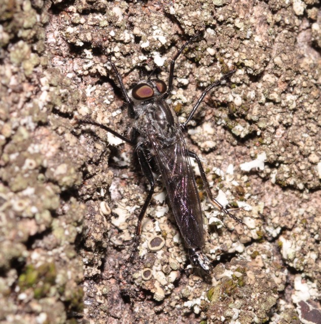 Tolmerus atripes