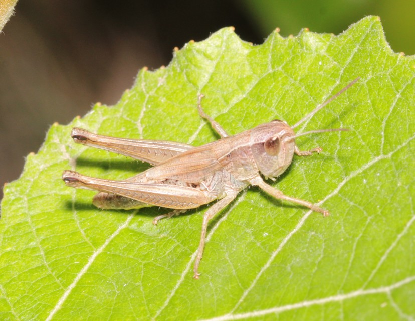 Pseudochorthippus parallelus - közönséges rétisáska