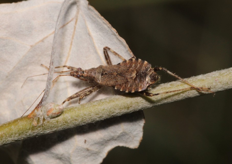 Himacerus apterus - nagy tolvajpoloska