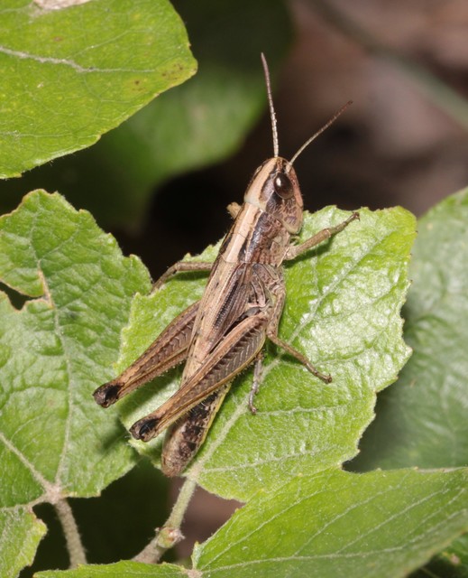 Pseudochorthippus parallelus - közönséges rétisáska