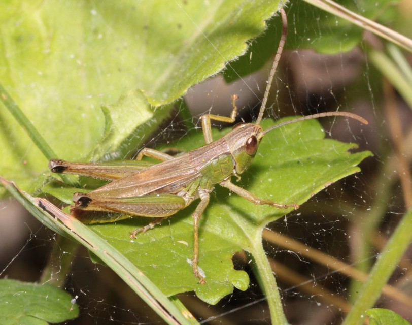 Pseudochorthippus parallelus - közönséges rétisáska