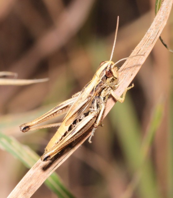 Pseudochorthippus parallelus - közönséges rétisáska