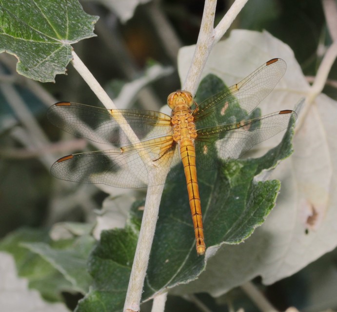 Orthetrum coerulescens - karcsú pásztorszitakötő