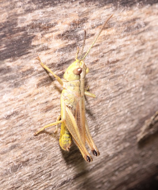 Pseudochorthippus parallelus - közönséges rétisáska