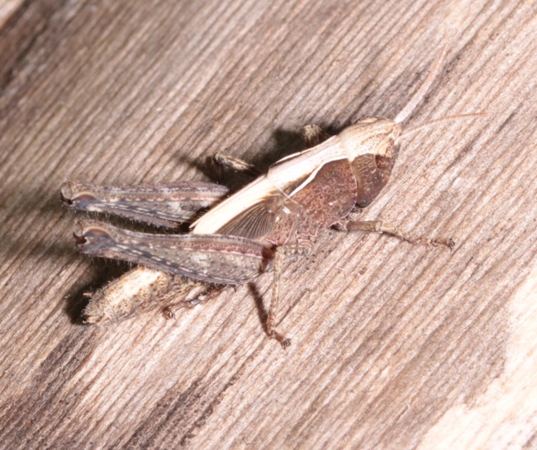 Chorthippus (Glyptobothrus) (subgenus)