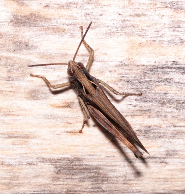 Chorthippus (Glyptobothrus) (subgenus)