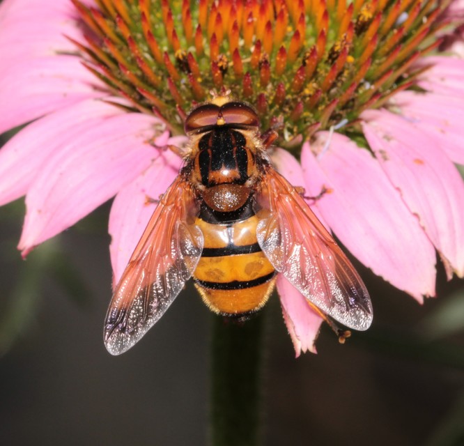 Volucella inanis - háromöves pihelégy
