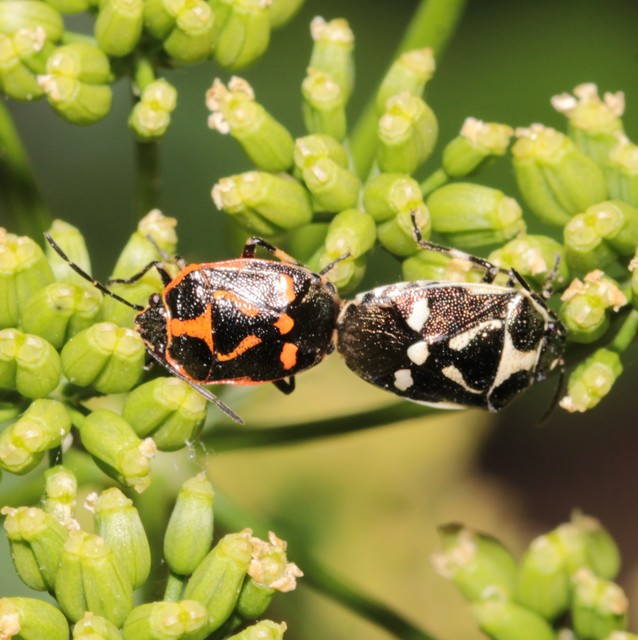 Eurydema oleracea - paréjpoloska Eurydema oleracea - paréjpoloska