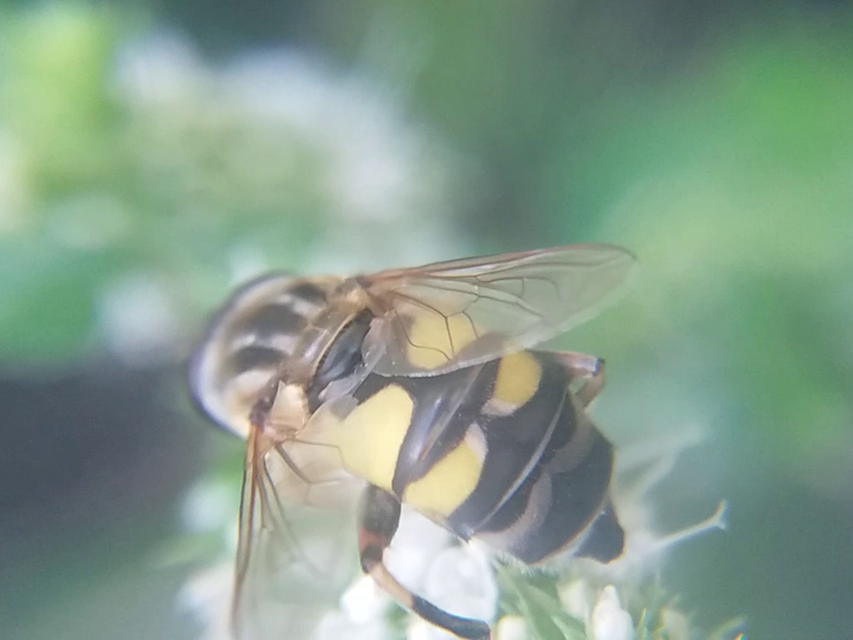 Helophilus trivittatus - nagy mocsárilégy