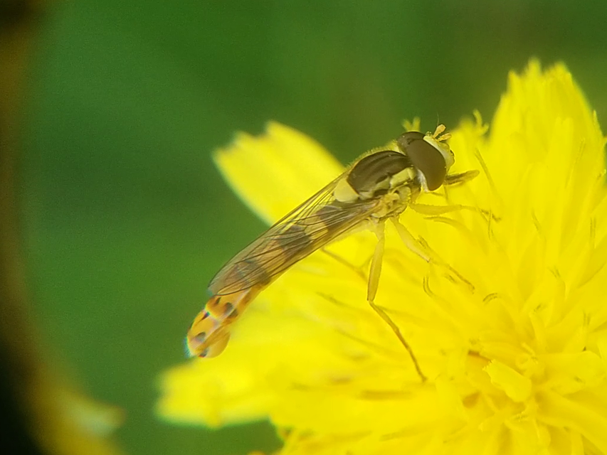 Sphaerophoria