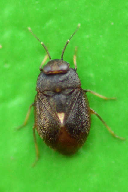 Isometopus intrusus