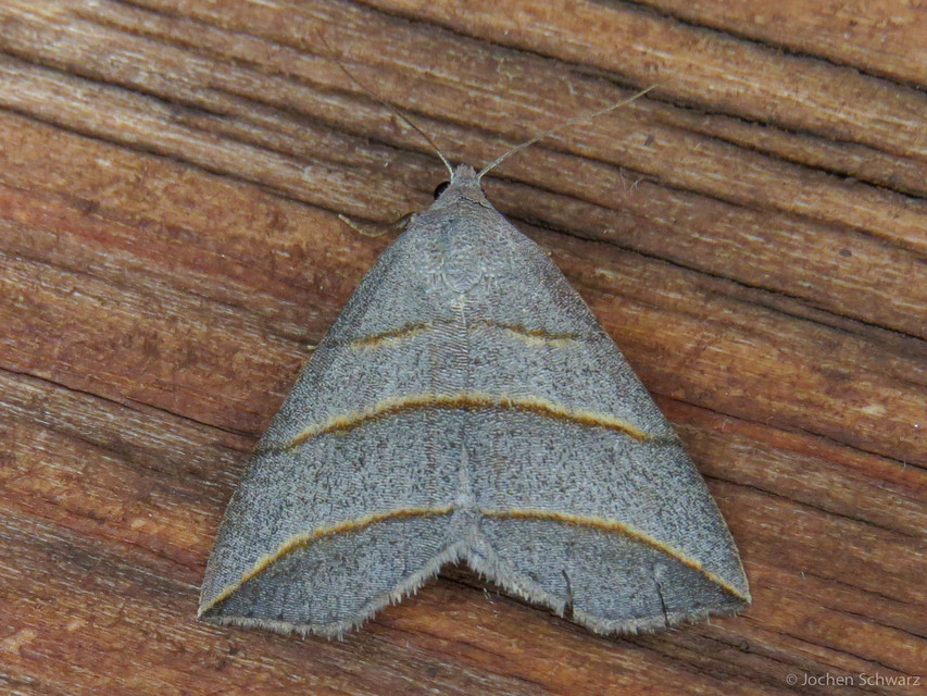 Colobochyla salicalis - háromsávos törpebagoly