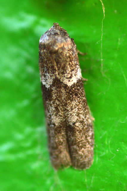 Blastobasis