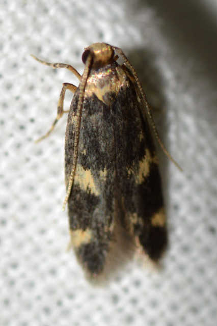 Oegoconia